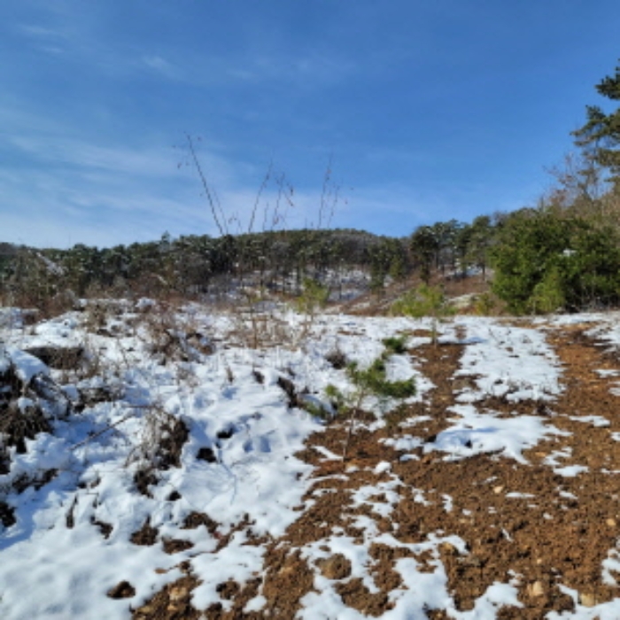 본건 토지 전경(바닥에 소나무로 보이는 수목이 다수 식재되어 있음)