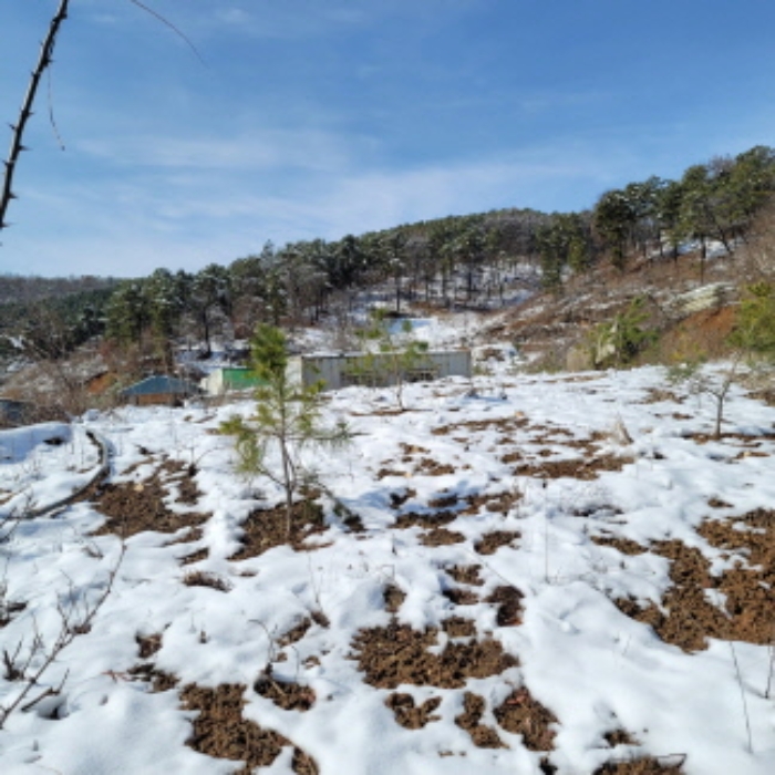 본건 토지 전경(바닥에 소나무로 보이는 수목이 다수 식재되어 있음)