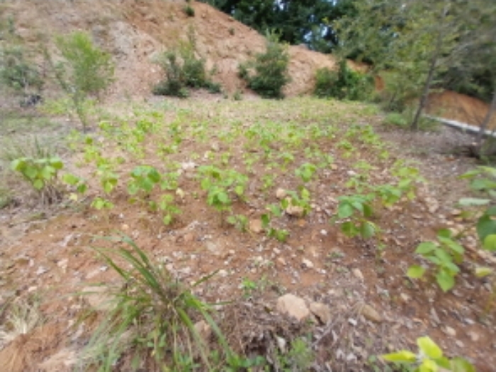 목록2 근경(들깨 식재 부분)