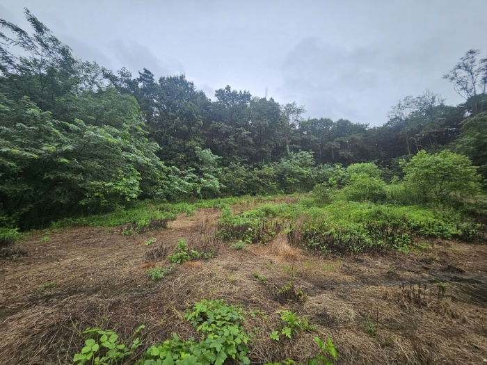 본건 기호(8) 토지 전경