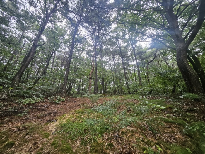 본건 기호(10) 토지 전경