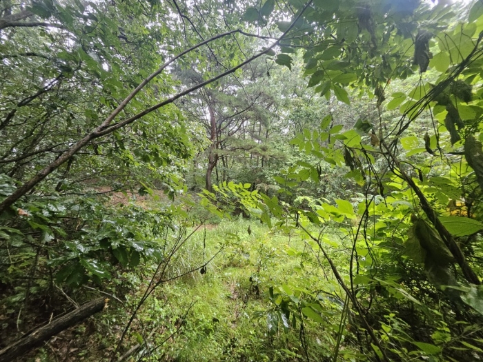 본건 기호(3) 토지 전경