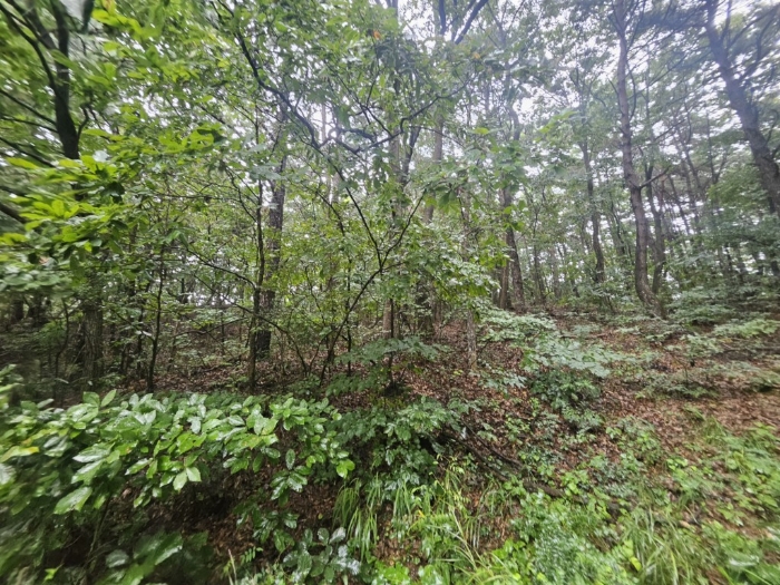 본건 기호(12) 토지 전경