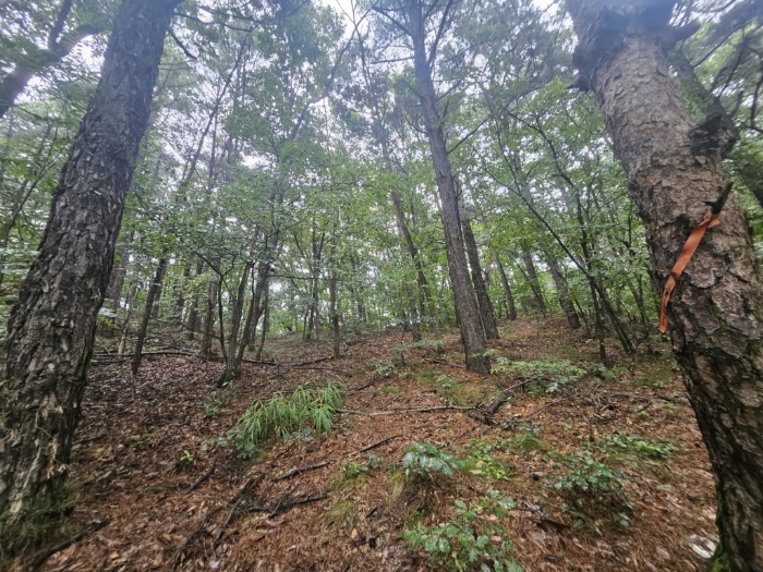 본건 기호(15) 토지 전경