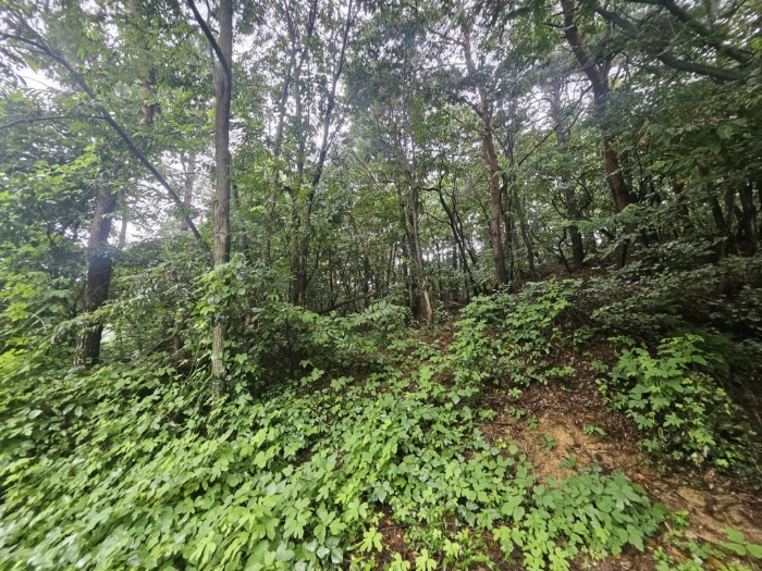 본건 기호(16) 토지 전경