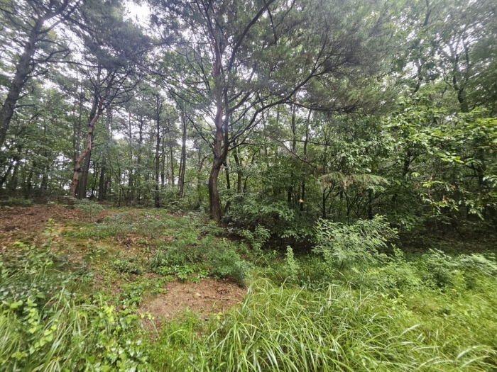 본건 기호(17) 토지 전경