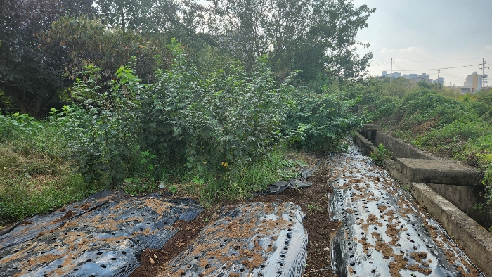 제시외수목(ㅅ)