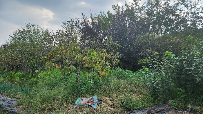 제시외수목(ㅅ)