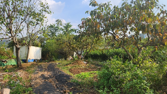 제시외수목(ㅅ)