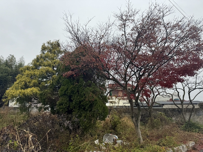 본건 지상 수목