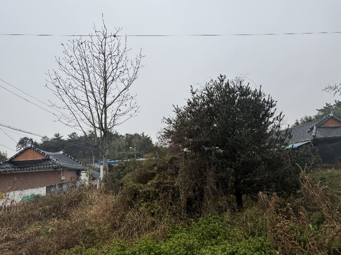 본건 지상 수목