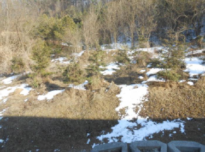 묘목 식재 모습