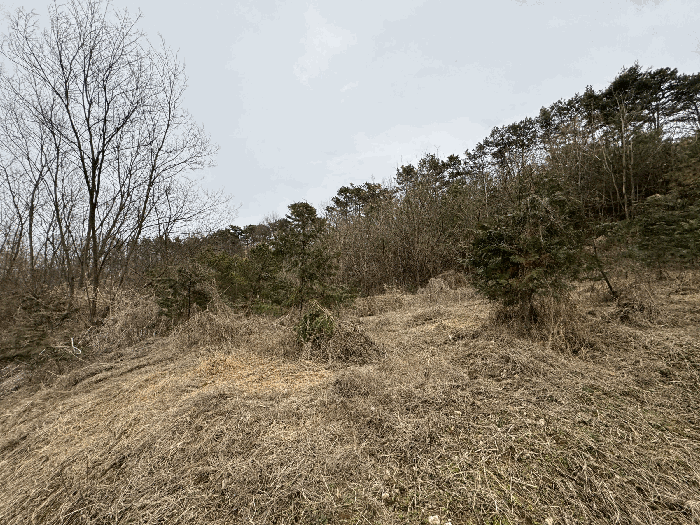 본건 내부 전경 및 제시외수목