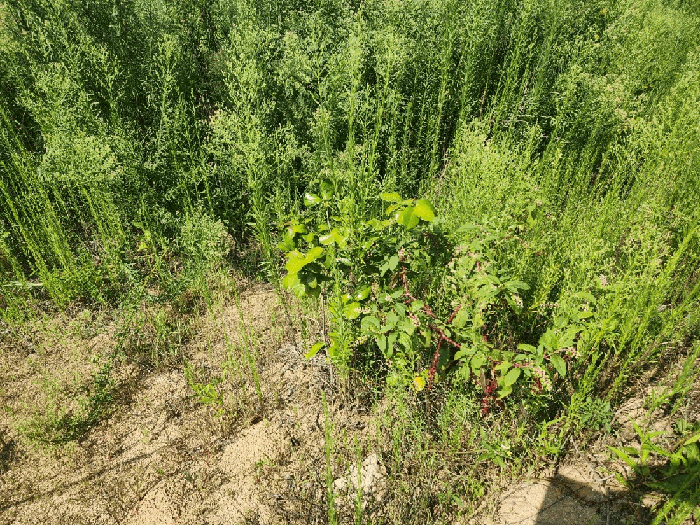 기호(2) 지상소재 제시외수목