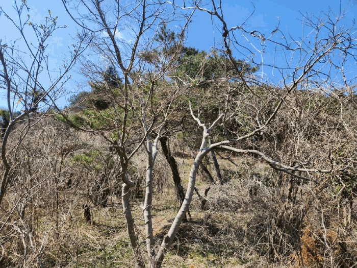 기호(1) 지상소재 제시외 수목