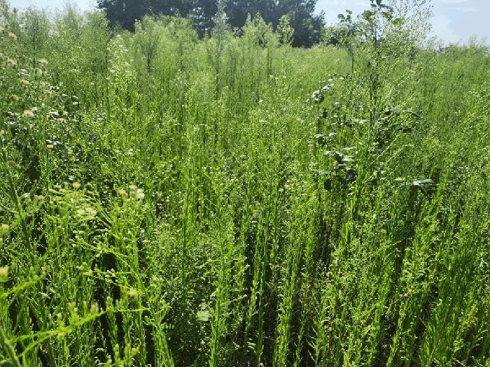 기호(2) 지상소재 제시외수목