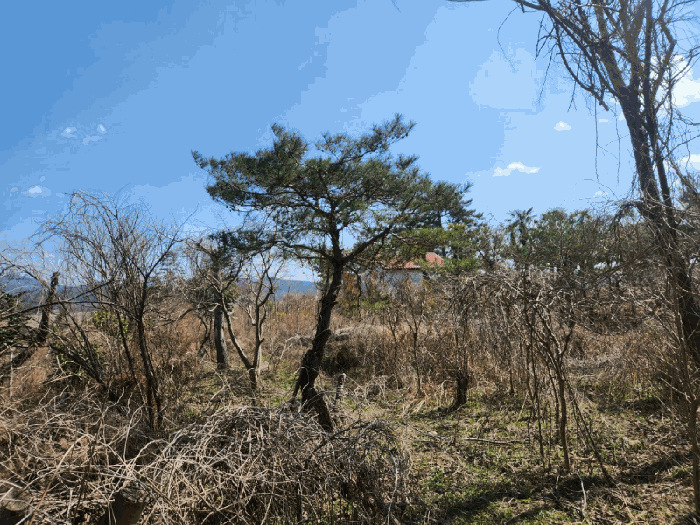 기호(1) 지상소재 제시외 수목