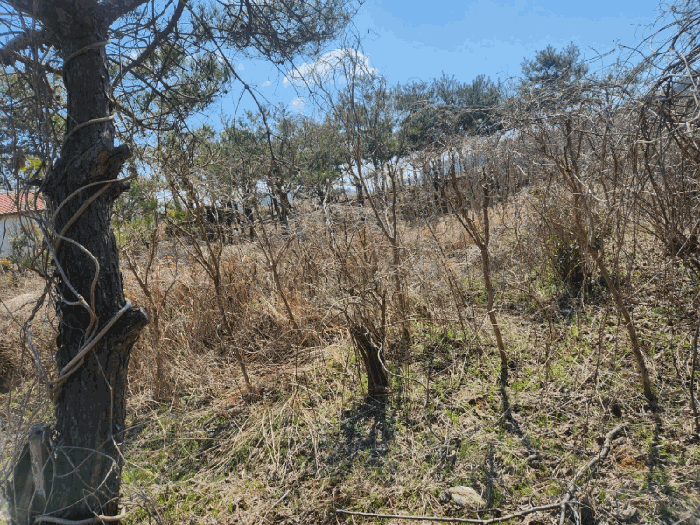 기호(1) 지상소재 제시외 수목