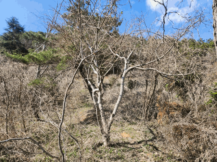 기호(1) 지상소재 제시외 수목