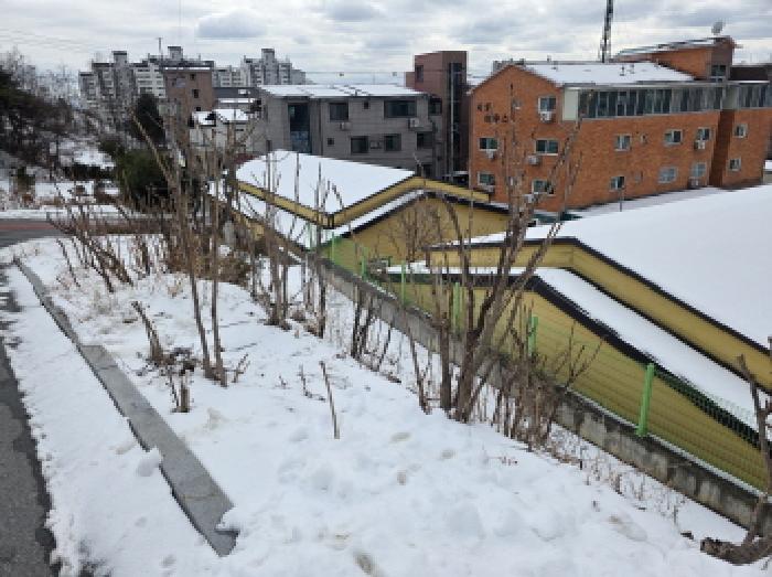 본건 19 드릅나무 소재