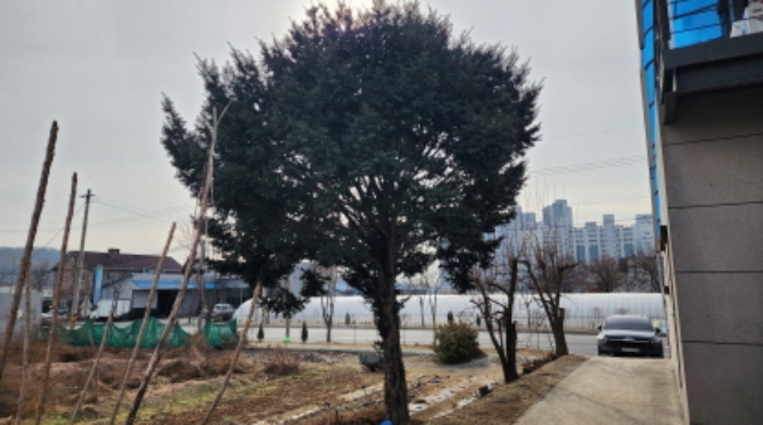 주목, 대추나무, 감나무등