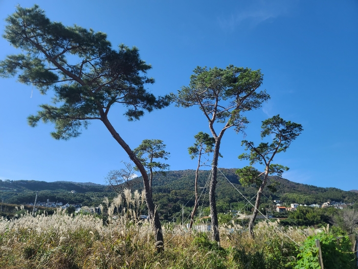 제시외수목(소나