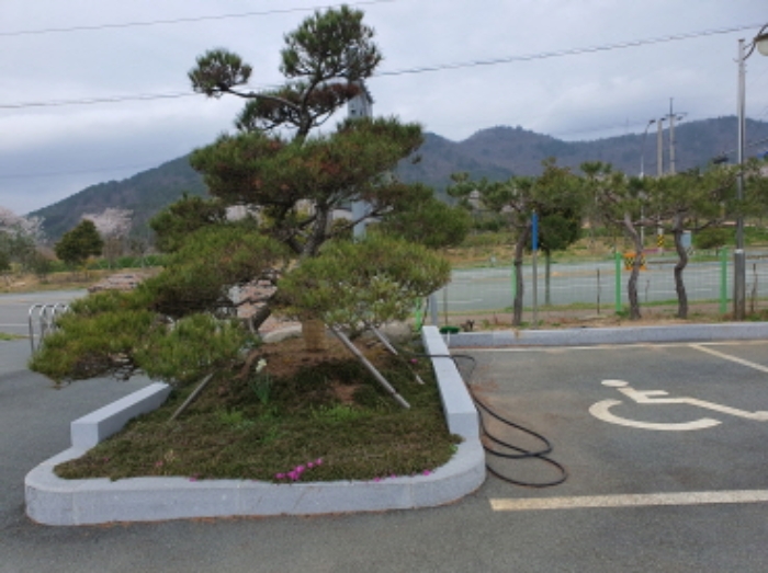 본건지상 조경수 전경