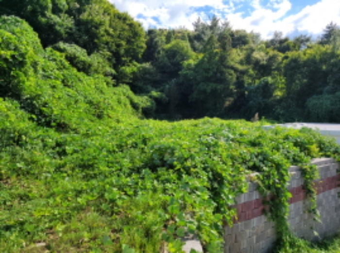 물건4번, 전경으로 나대지 상태로 잡풀만 무성함.