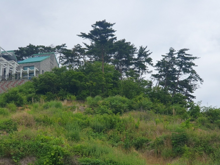 일련번호(1) 자연림부분