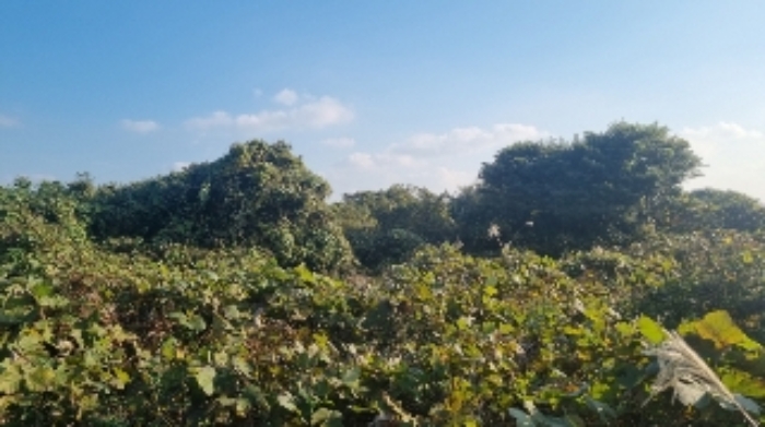 소재지1(수산리 3492) 전경2