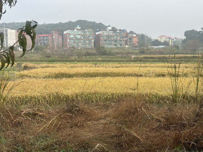 본건 전경(본건 남동측 부분)