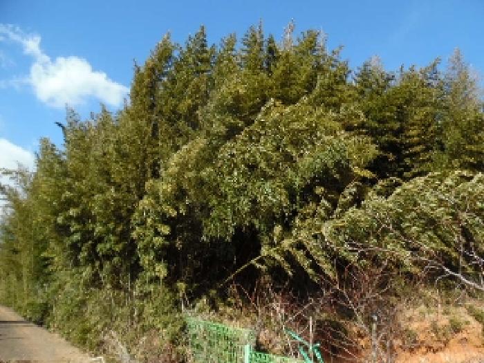 목록5. 토지(전) 전경(9)