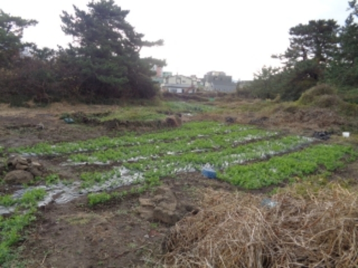 본건(신촌리 2558) 전