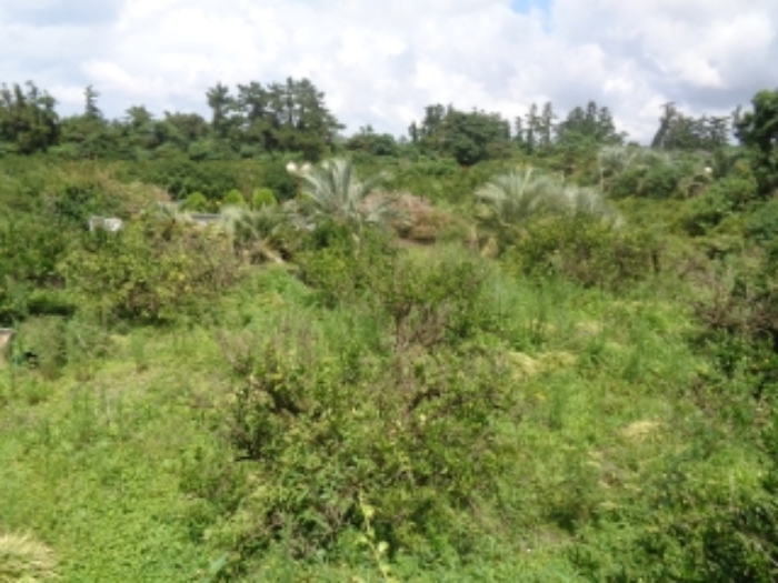 소재지4(금등리