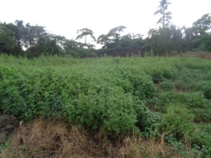 소재지4(두모리 647-2) 전경 사진