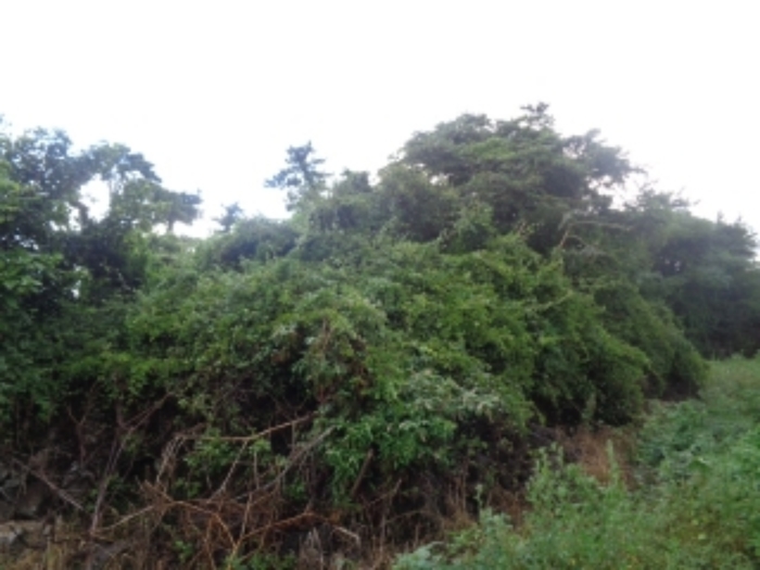 소재지5(두모리 645) 전경 사진