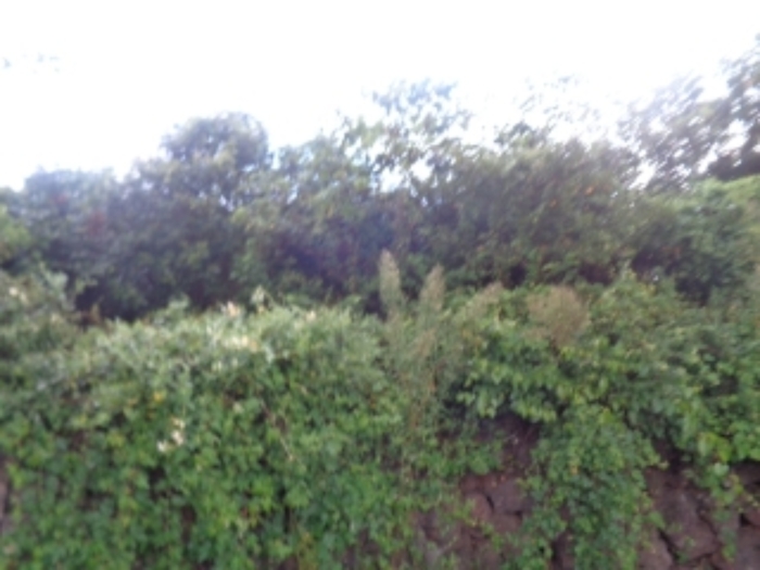 소재지5(두모리 645) 전경 사진