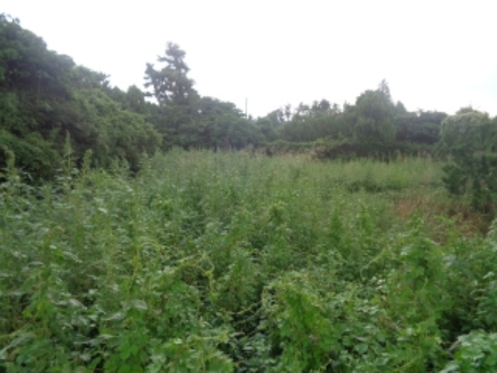 소재지7(두모리 655) 전경 사진