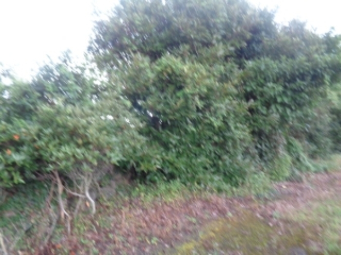 소재지7(두모리 655) 전경 사진