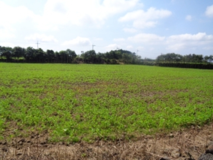 소재지1(동광리 848) 전경 사진