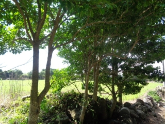 소재지1(동광리 848) 지상 조경수 사진