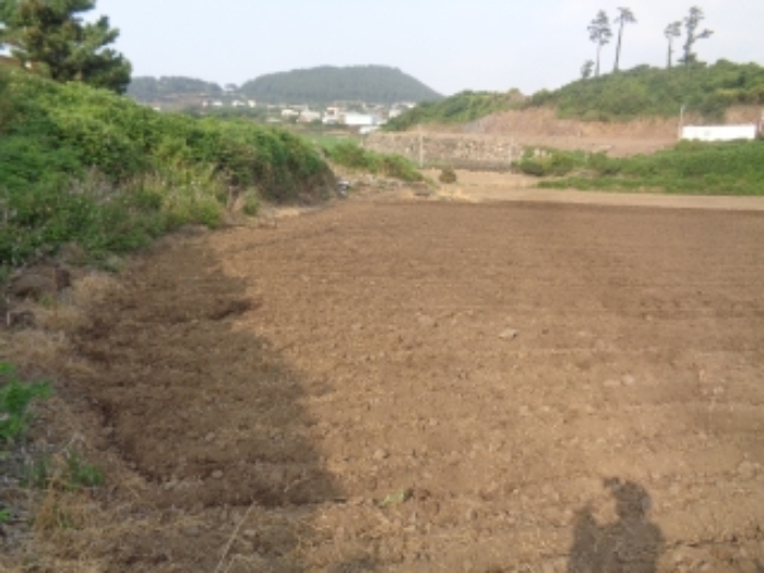 소재지2(곽지리 2431) 전경 사진