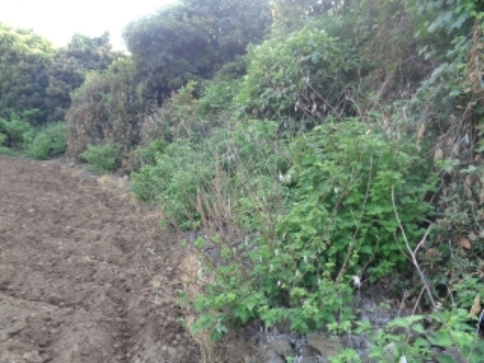 소재지3(곽지리 2435) 전경 사진