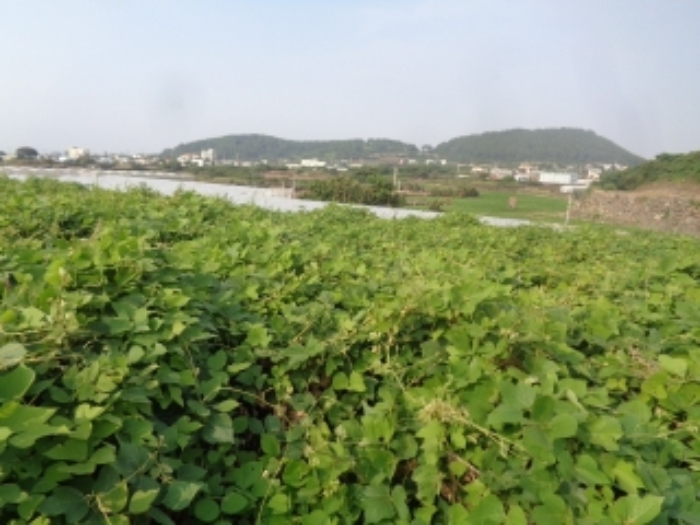 소재지4(곽지리 2433-1) 전경 사진