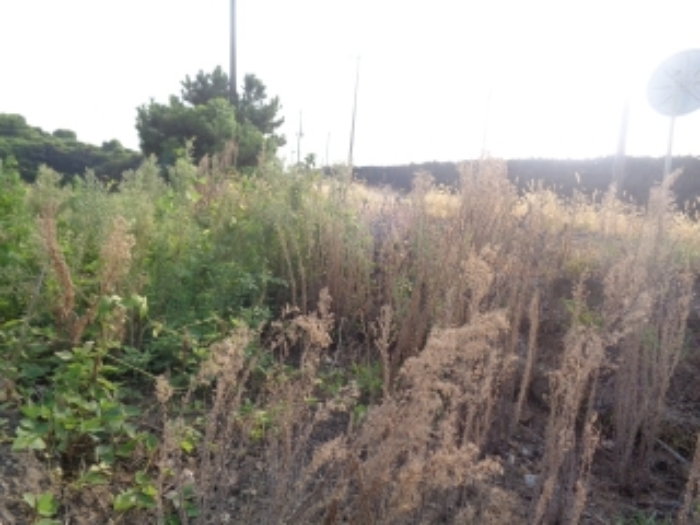 소재지4(곽지리 2433-1) 전경 사진