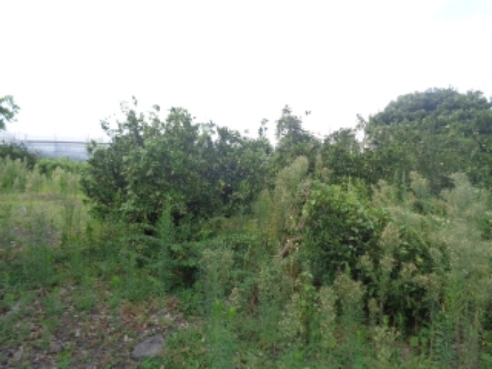 본건 소재지(청수리 748-1) 전경 사진