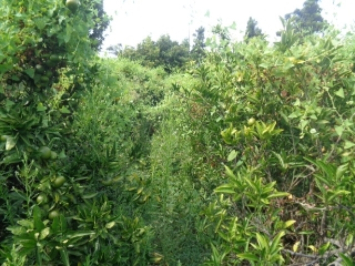 본건 소재지(청수리 748-1) 전경 사진