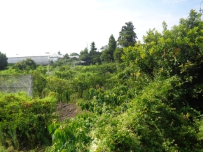 본건 소재지(청수리 748-1) 전경 사진