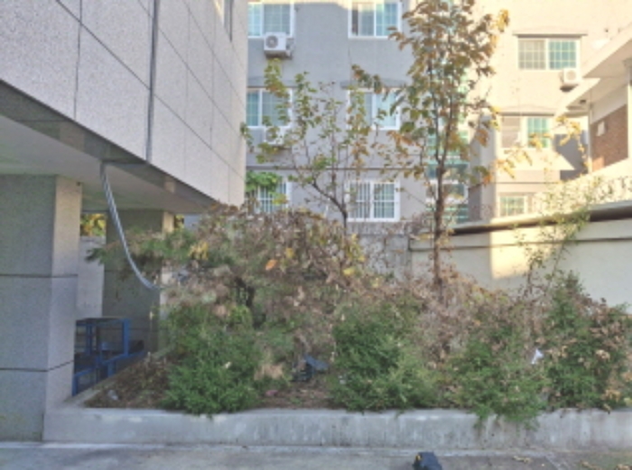 제시외 수목 모습