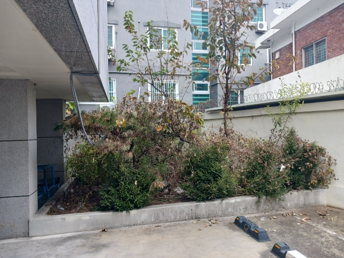 제시외 수목 근경